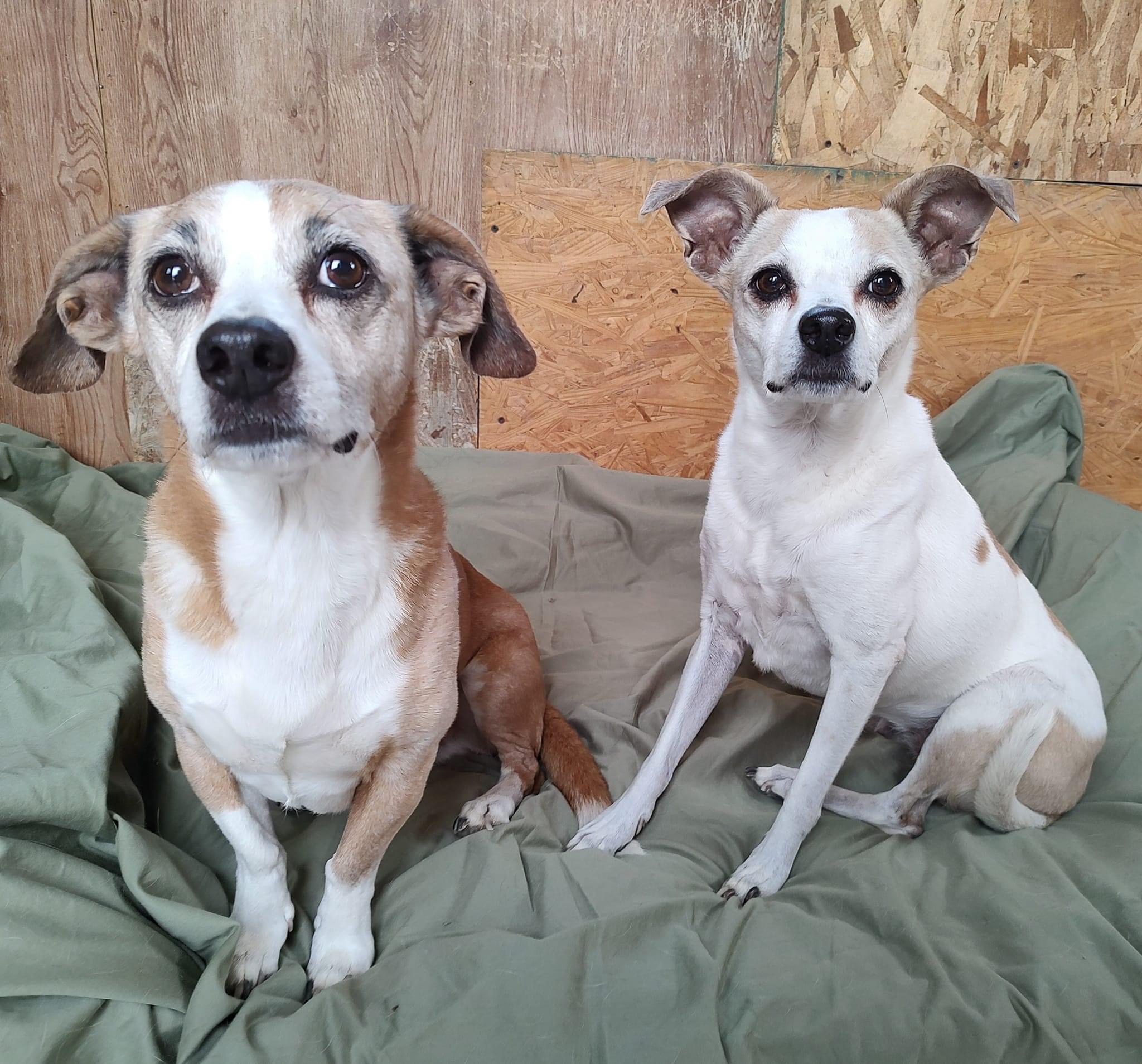 Enlarge Stomper and Daphne, a Adoptable mixed breed in Henderson, NV image 1/1