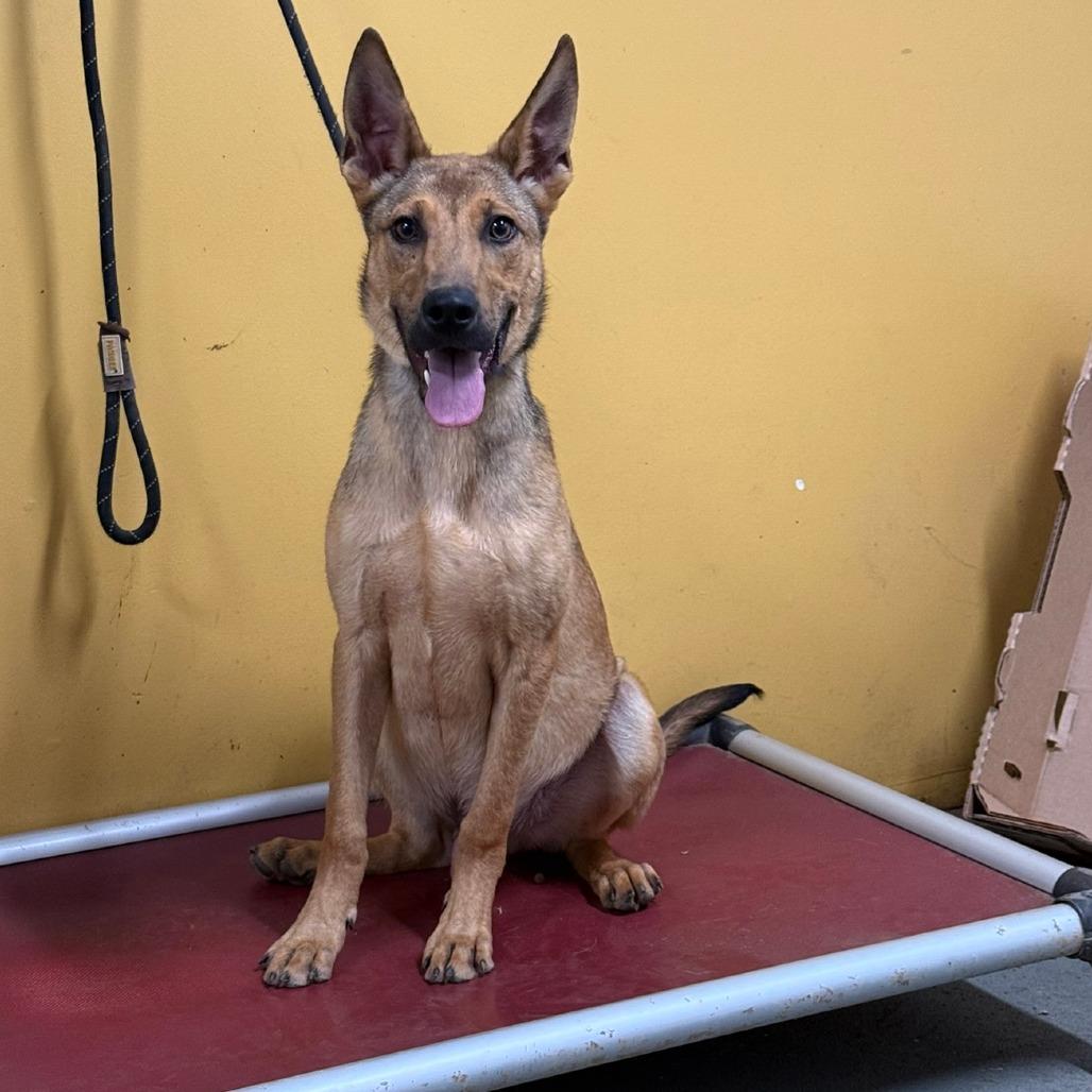 Popeye, a Adoptable mixed breed in Ione, CA image 1/2