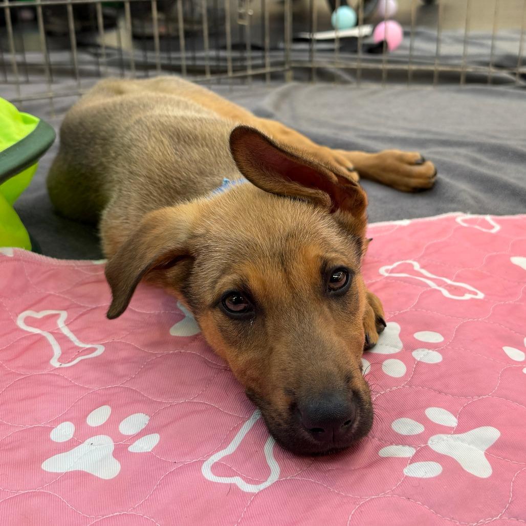 Popeye, a Adoptable mixed breed in Ione, CA image 2/2
