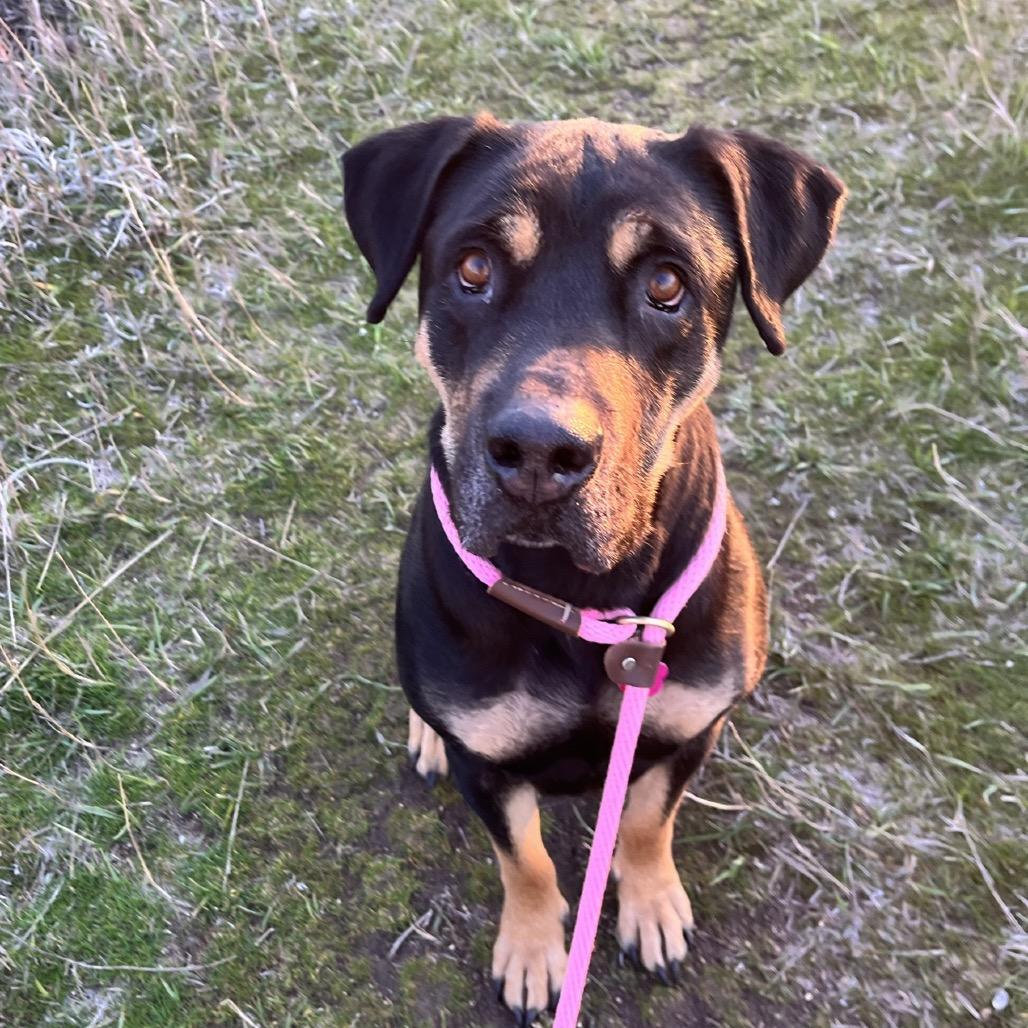 Mama, Adoptable, Adult Female Rottweiler.