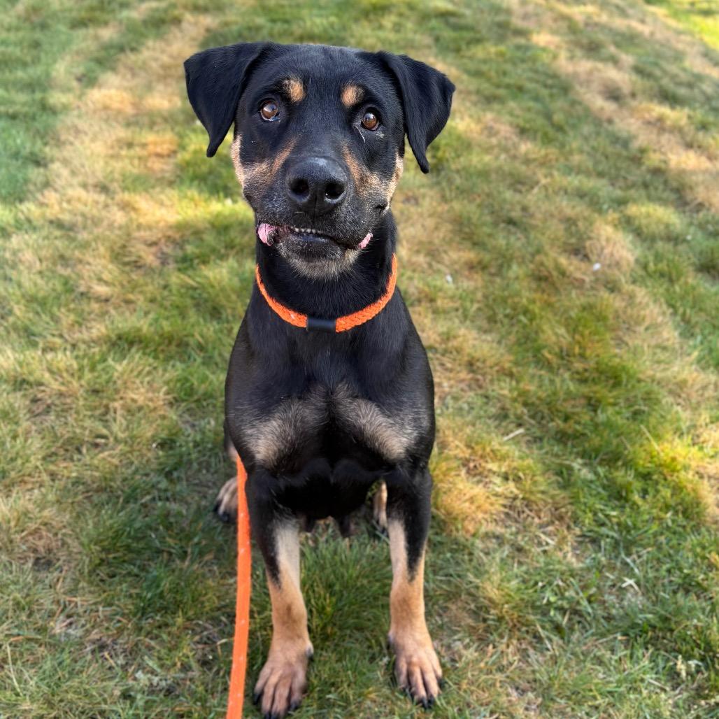 Mama, a Adoptable mixed breed in Spokane, WA image 3/6