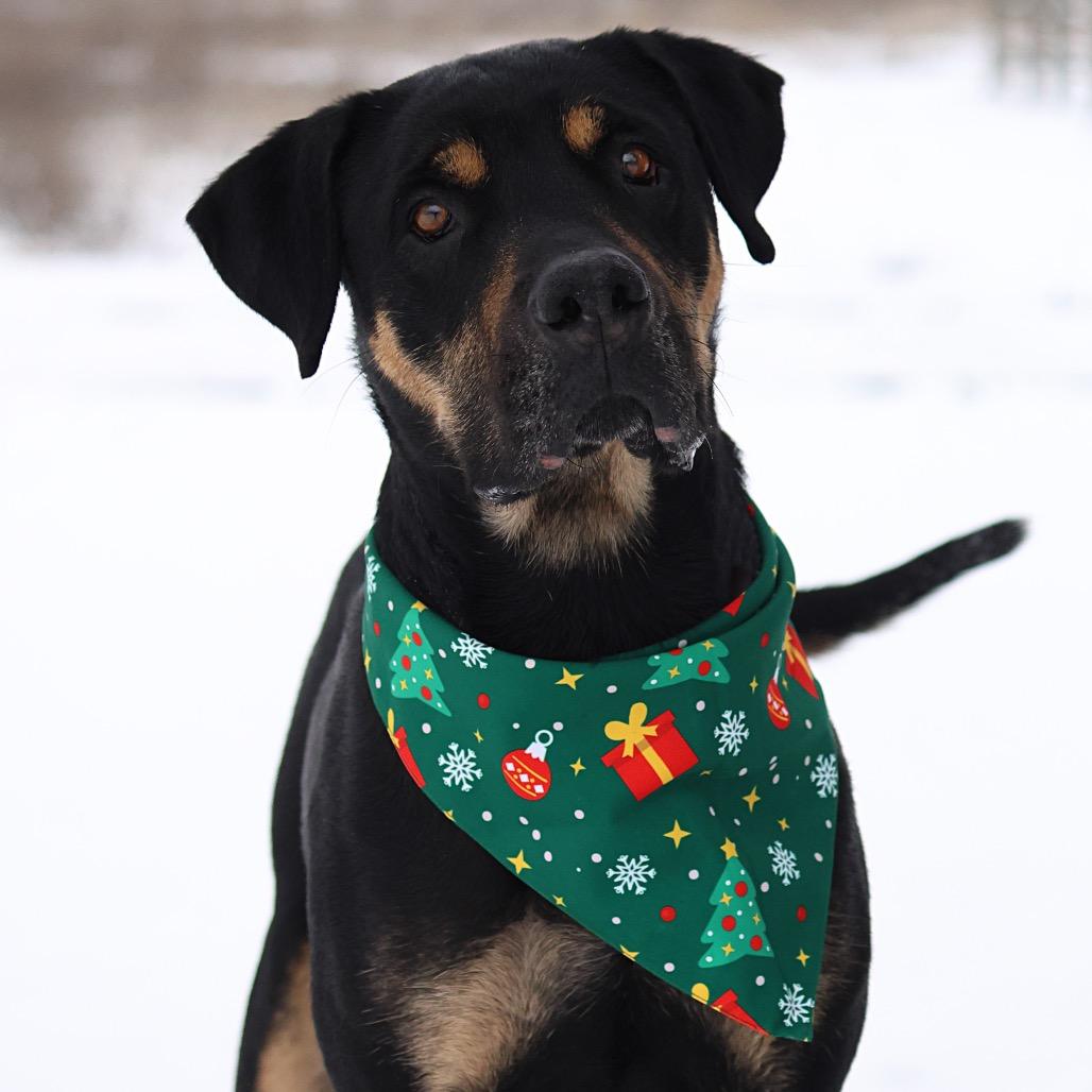 Mama, a Adoptable mixed breed in Spokane, WA image 4/6