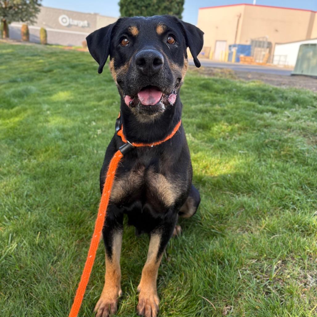 Mama, a Adoptable mixed breed in Spokane, WA image 5/6