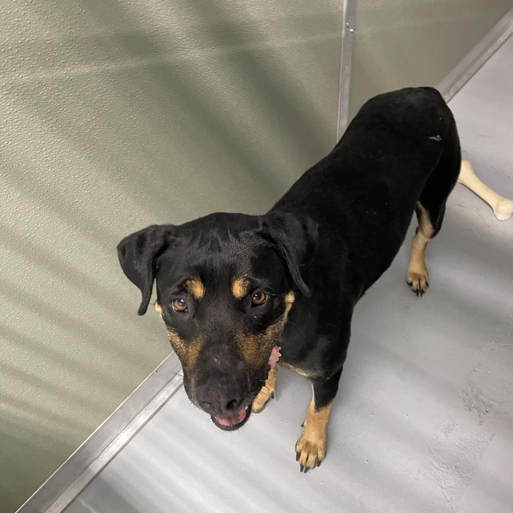 Mama, a Adoptable mixed breed in Spokane, WA image 6/6