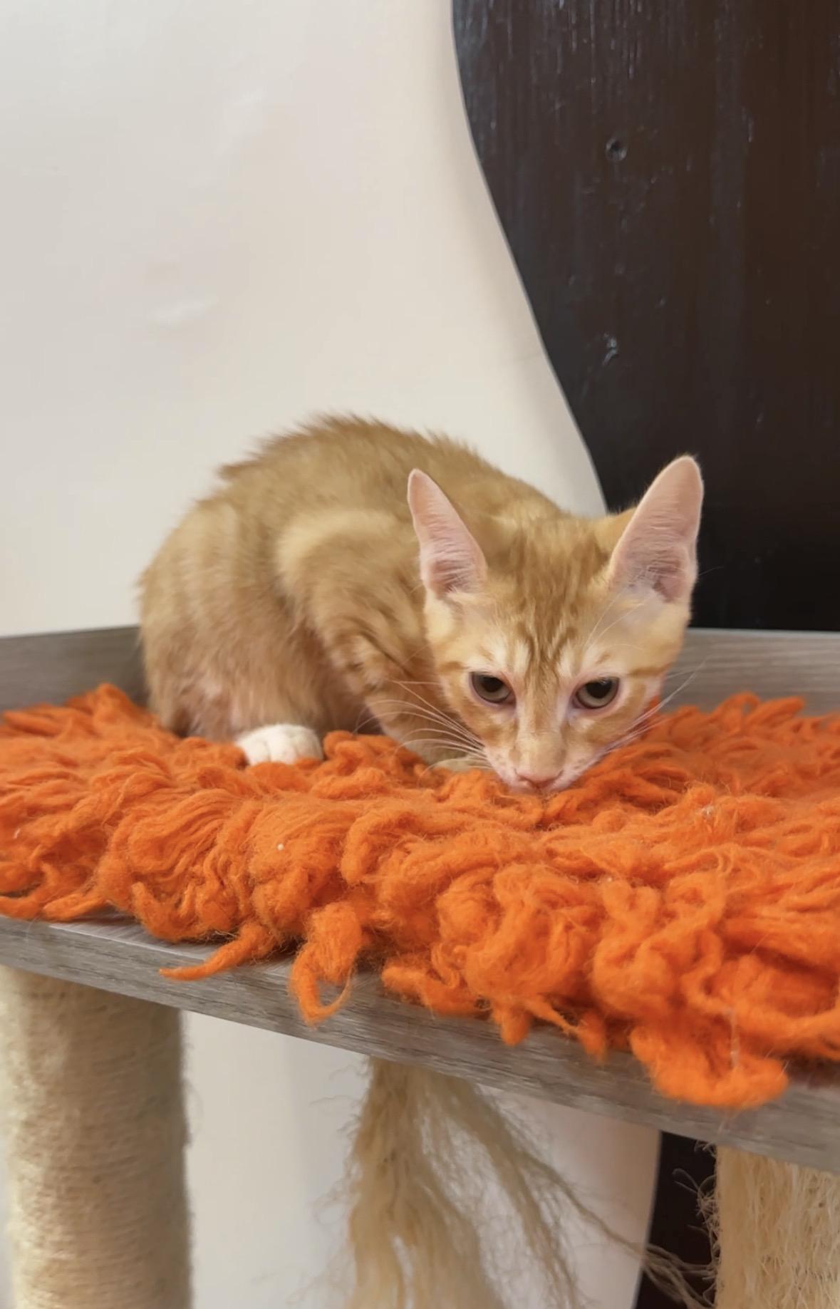 CPA at Fat Cat Cafe, a Adoptable Domestic Short Hair in Tallahassee, FL image 2/2