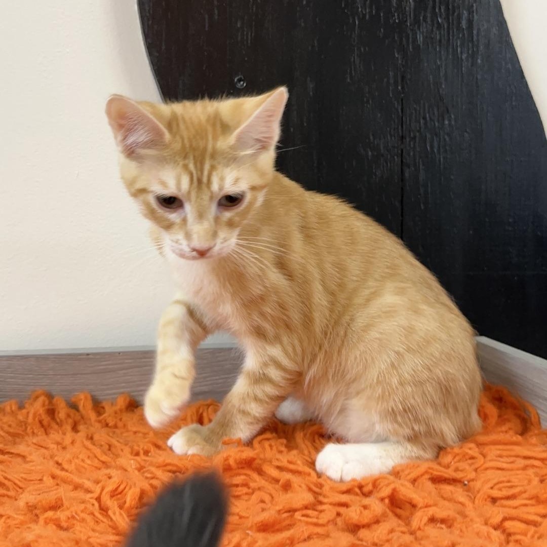 CPA at Fat Cat Cafe, Adoptable, Kitten Male Domestic Short Hair.