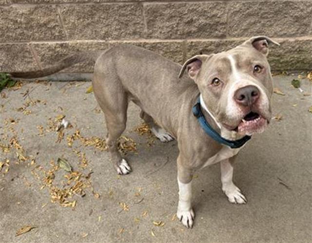 ROCKO, Adoptable, Adult Male Pit Bull Terrier.