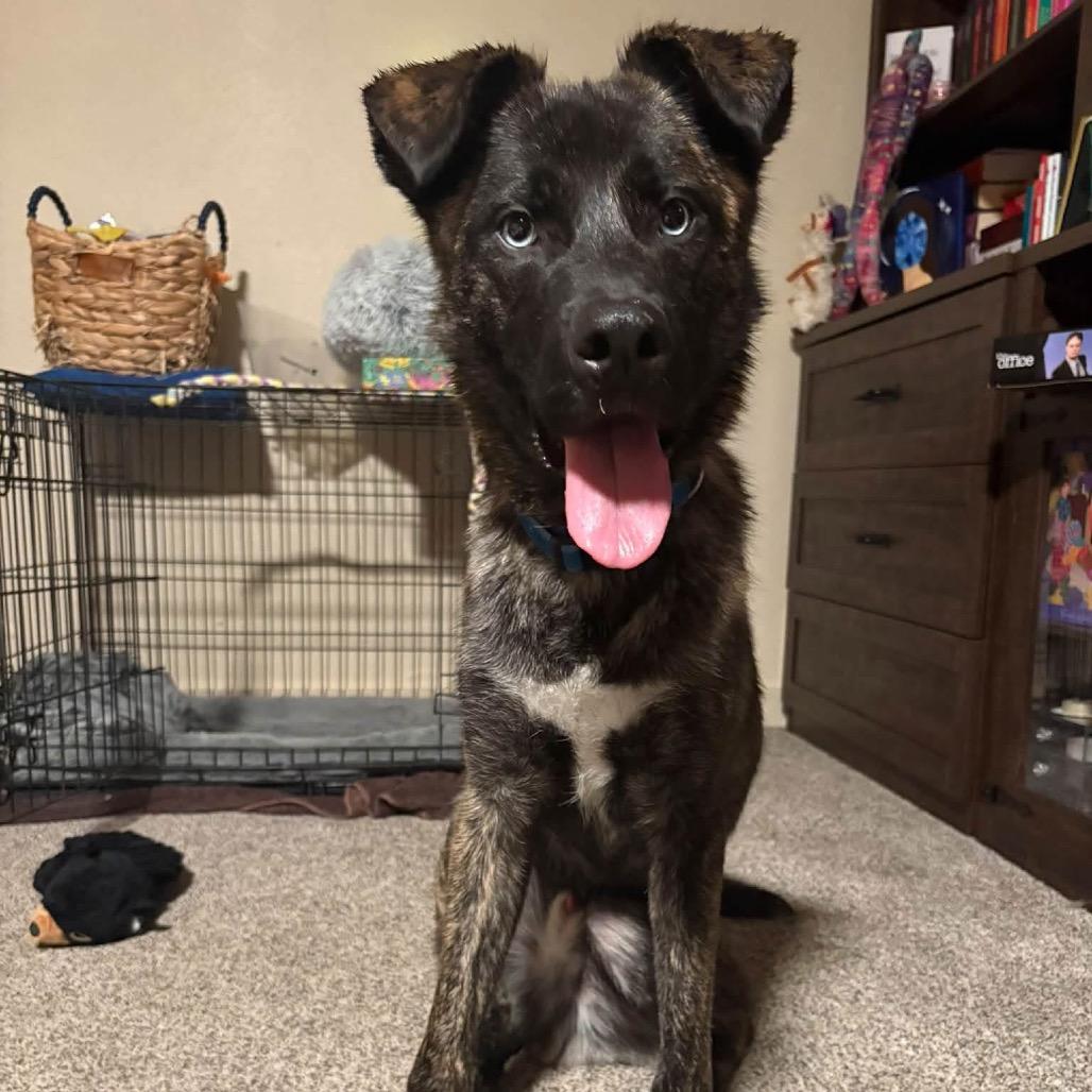 Enlarge Eragon C911, a Adoptable Shepherd in Allen, TX image 1/6
