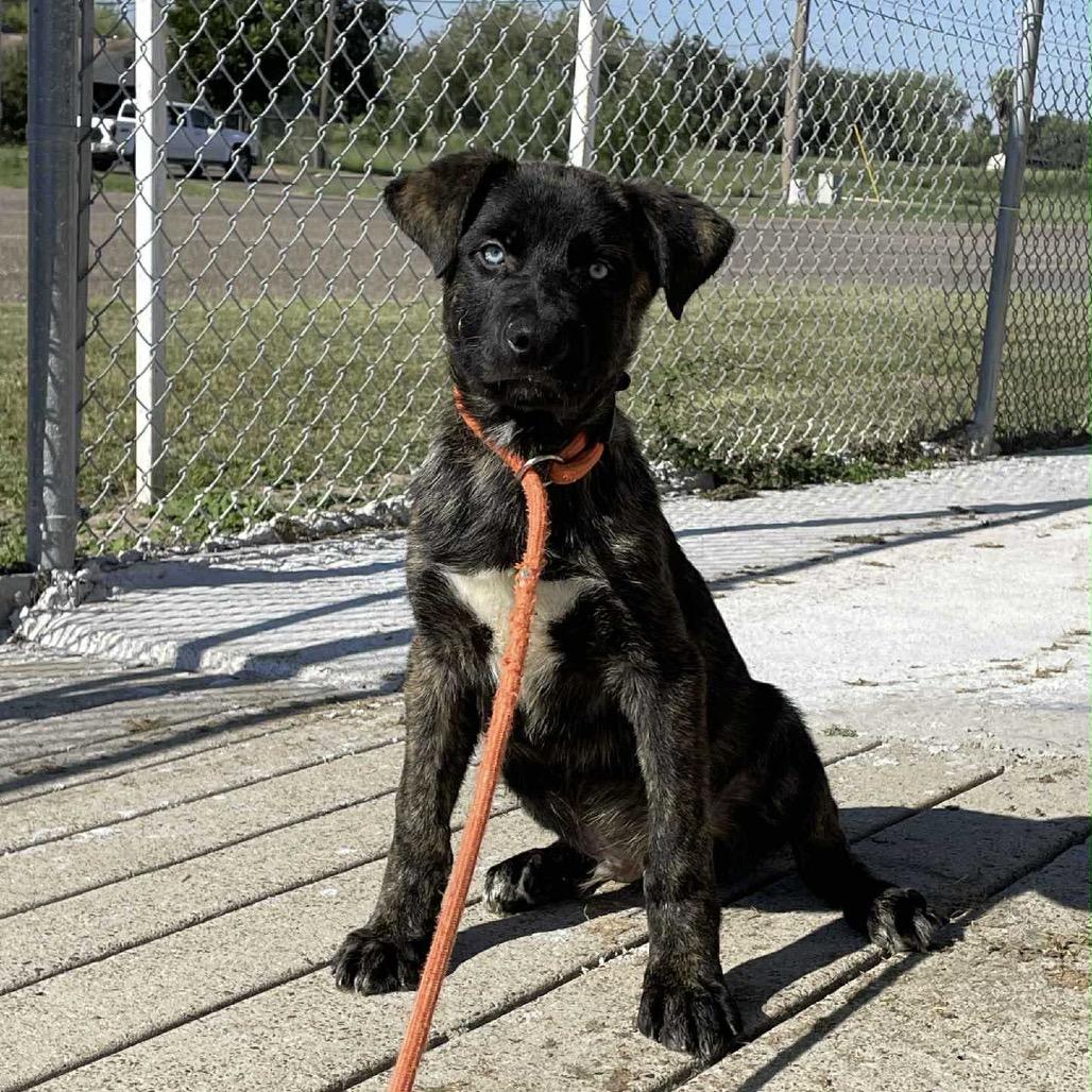 Enlarge Eragon C911, a Adoptable Shepherd in Allen, TX image 2/6