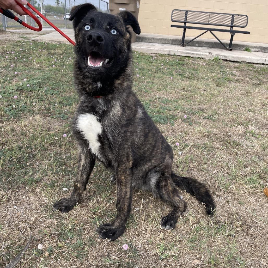 Enlarge Eragon C911, a Adoptable Shepherd in Allen, TX image 3/6