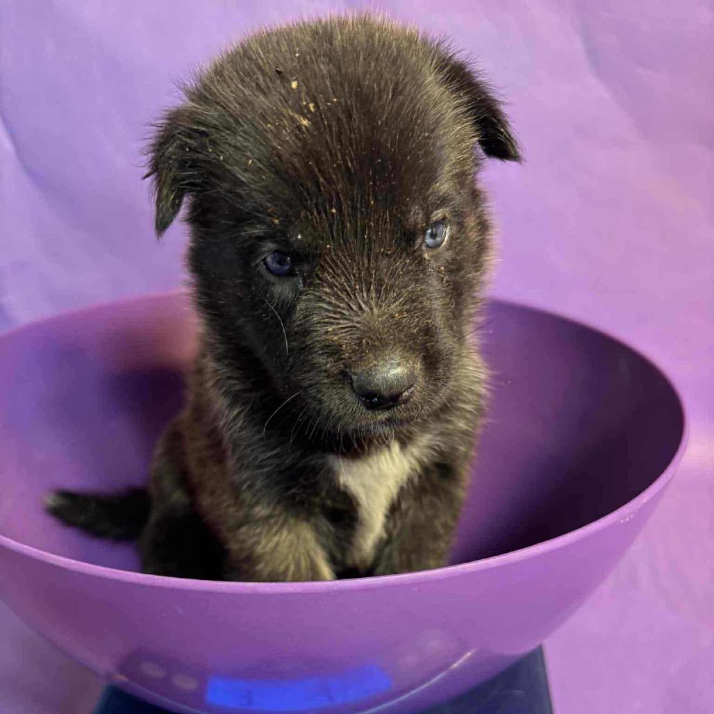 Enlarge Eragon C911, a Adoptable Shepherd in Allen, TX image 4/6