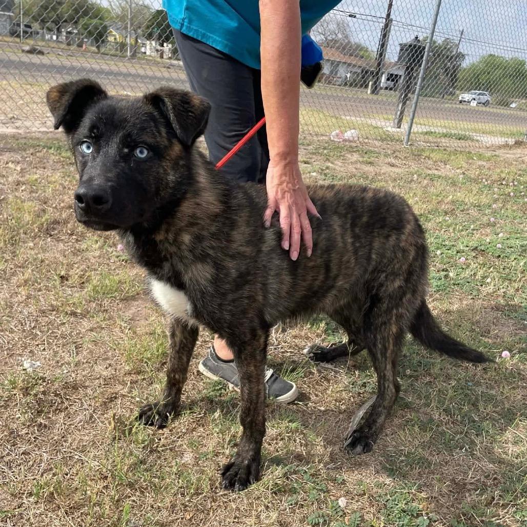 Enlarge Eragon C911, a Adoptable Shepherd in Allen, TX image 5/6