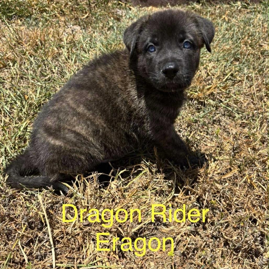 Enlarge Eragon C911, a Adoptable Shepherd in Allen, TX image 6/6