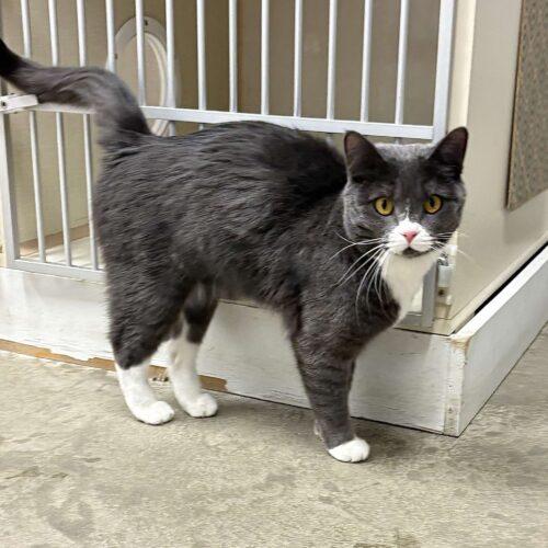 Enlarge Amber, a Adoptable Domestic Short Hair in Toronto, ON image 1/1