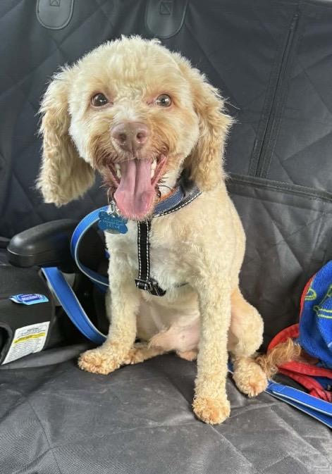 Enlarge Warren, an adopted mixed breed in Barberton, OH image 1/5
