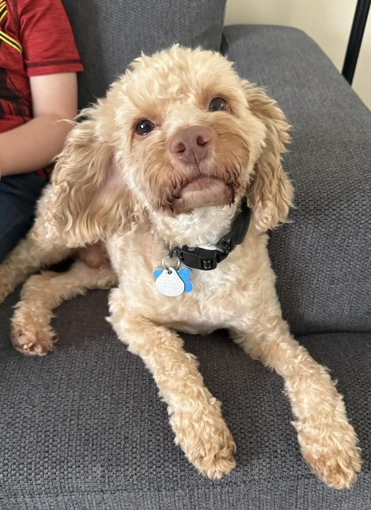 Enlarge Warren, an adopted mixed breed in Barberton, OH image 5/5