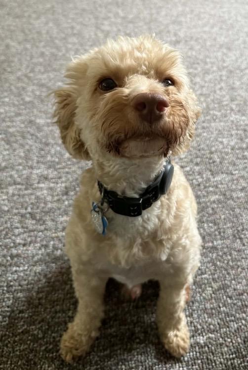 Enlarge Warren, an adopted mixed breed in Barberton, OH image 4/5