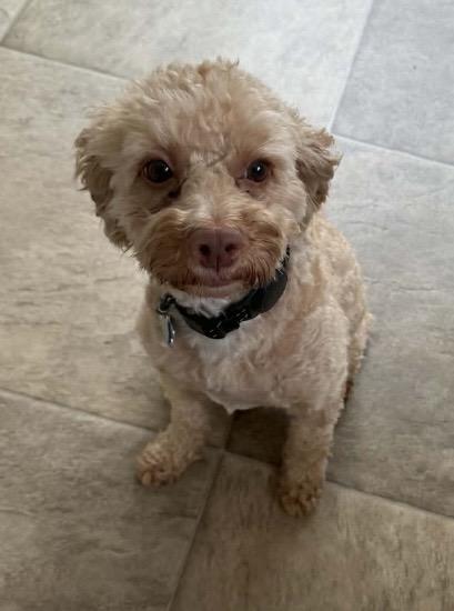 Enlarge Warren, an adopted mixed breed in Barberton, OH image 2/5