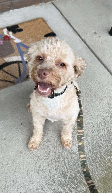 Enlarge Warren, an adopted mixed breed in Barberton, OH image 3/5