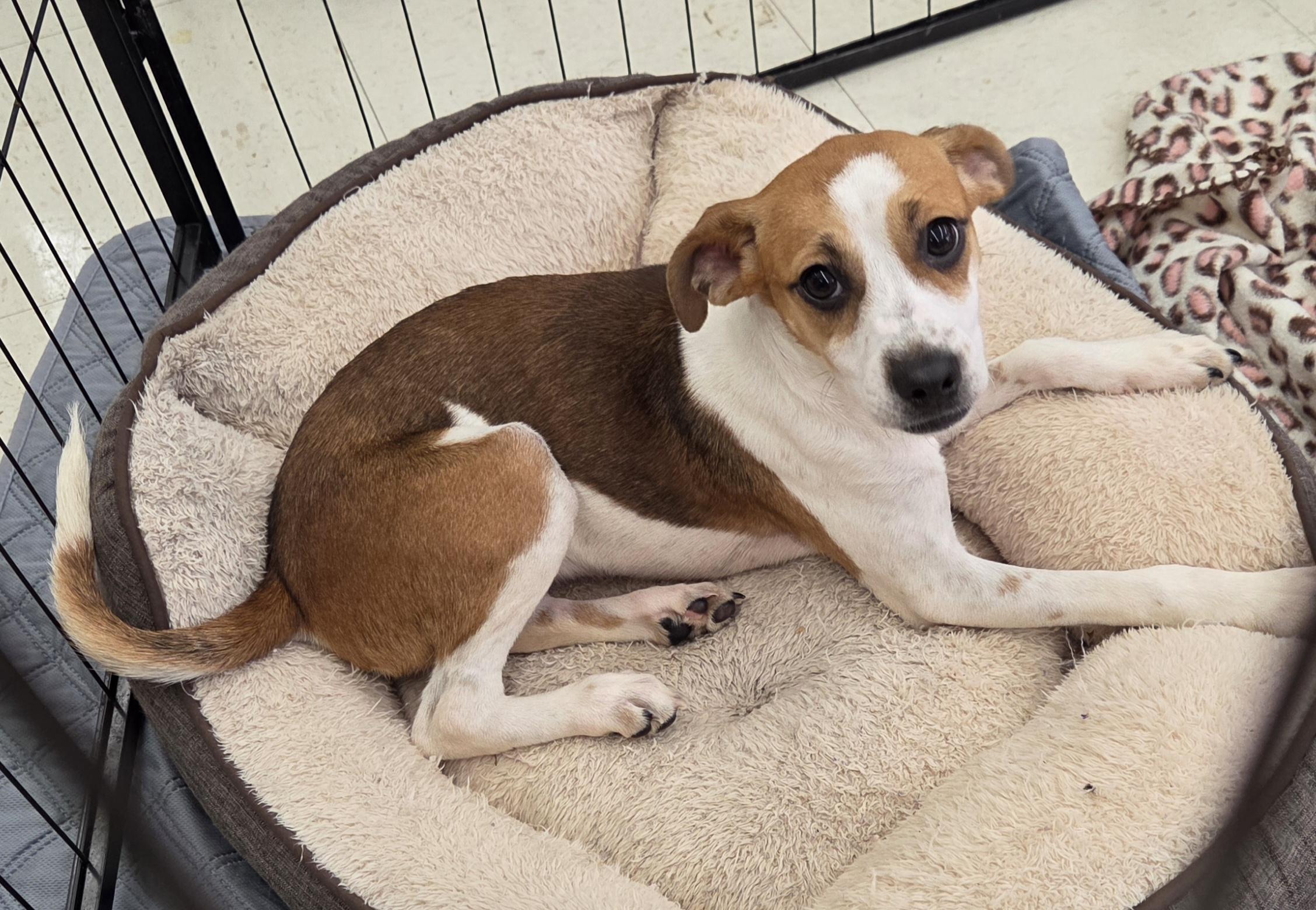 Roxie, Adoptable, Puppy Female Jack Russell Terrier & Beagle.