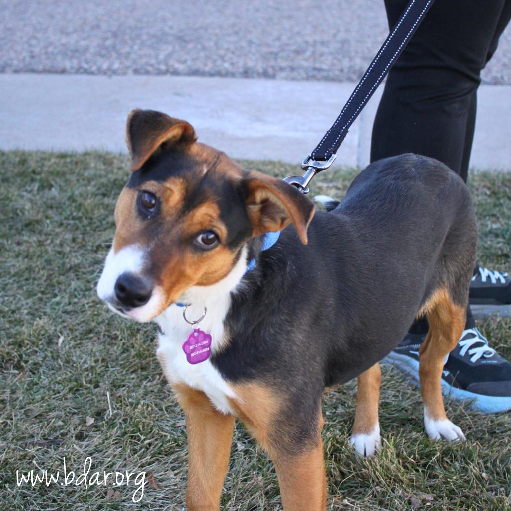 Sabrina, a Adoptable mixed breed in Cheyenne, WY image 1/2