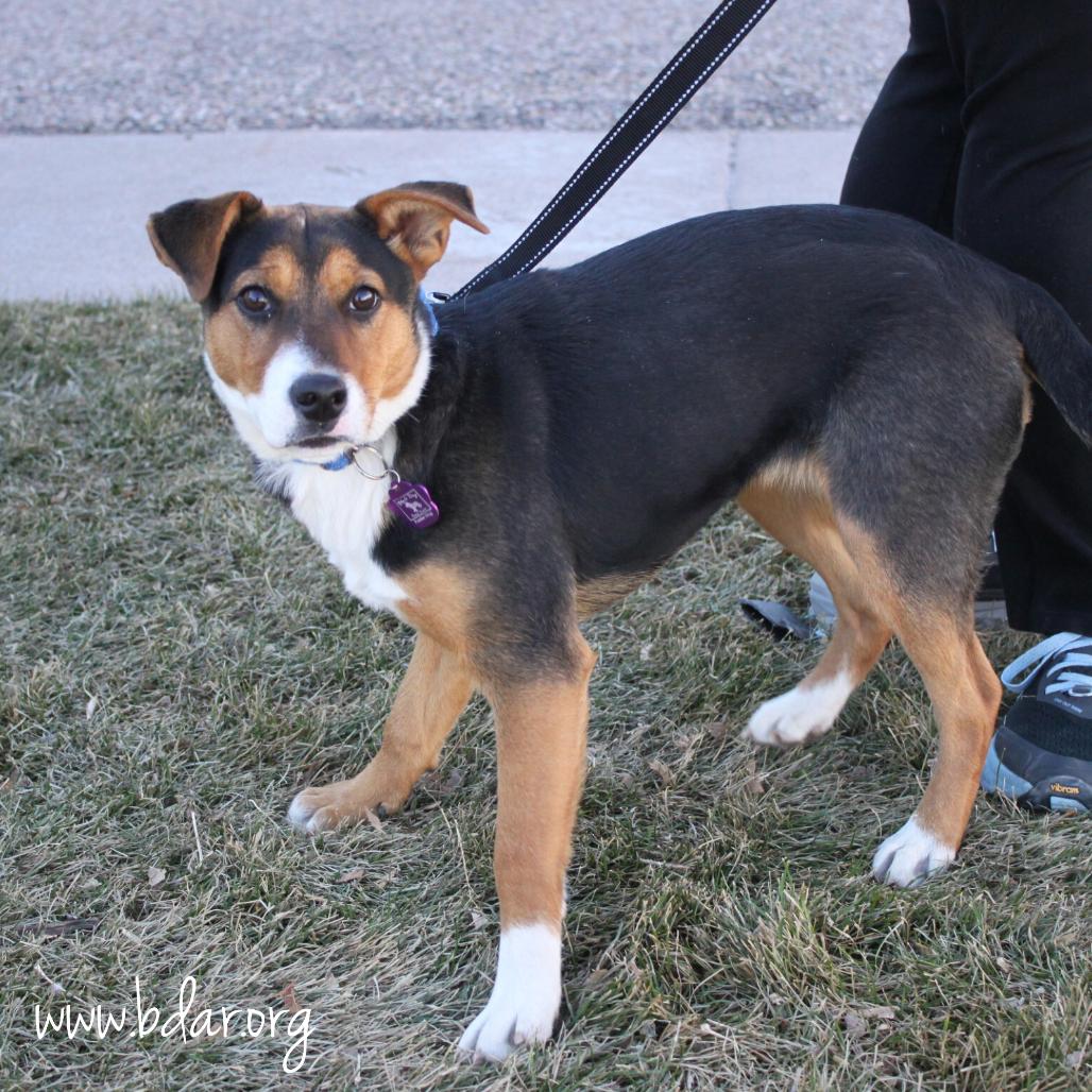 Sabrina, a Adoptable mixed breed in Cheyenne, WY image 2/2