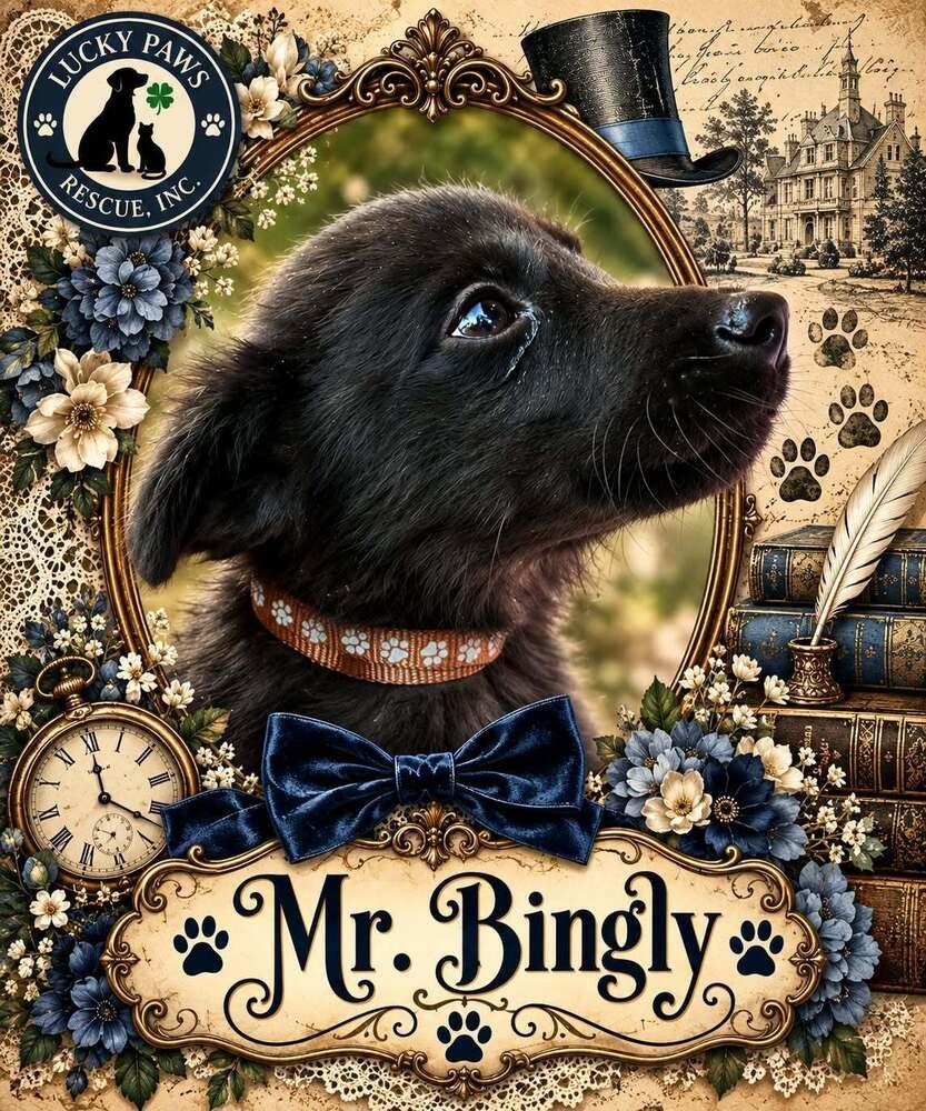 Enlarge Pride & Prejudice Litter -  Mr. Bingly, a Adoptable mixed breed in Sumter, SC image 1/4