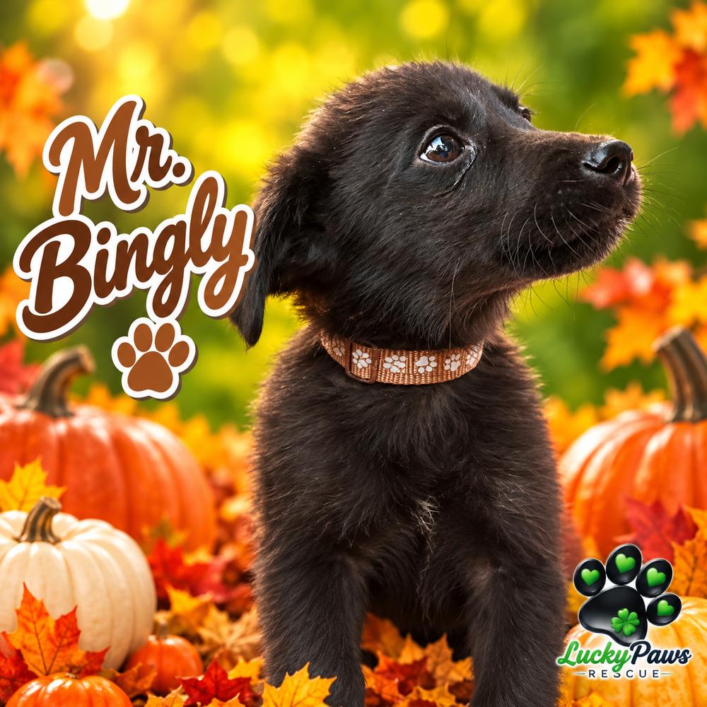 Enlarge Pride & Prejudice Litter -  Mr. Bingly, a Adoptable mixed breed in Sumter, SC image 3/4