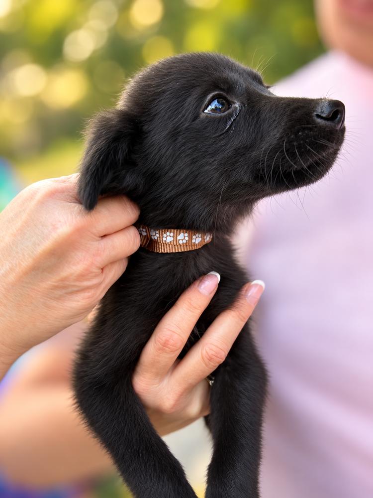 Enlarge Pride & Prejudice Litter -  Mr. Bingly, a Adoptable mixed breed in Sumter, SC image 4/4