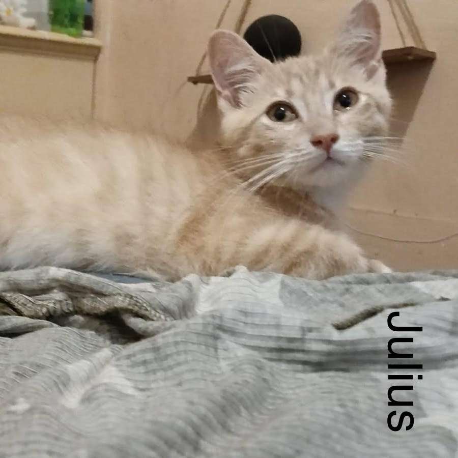Julius, adopted, Kitten Male Tabby.