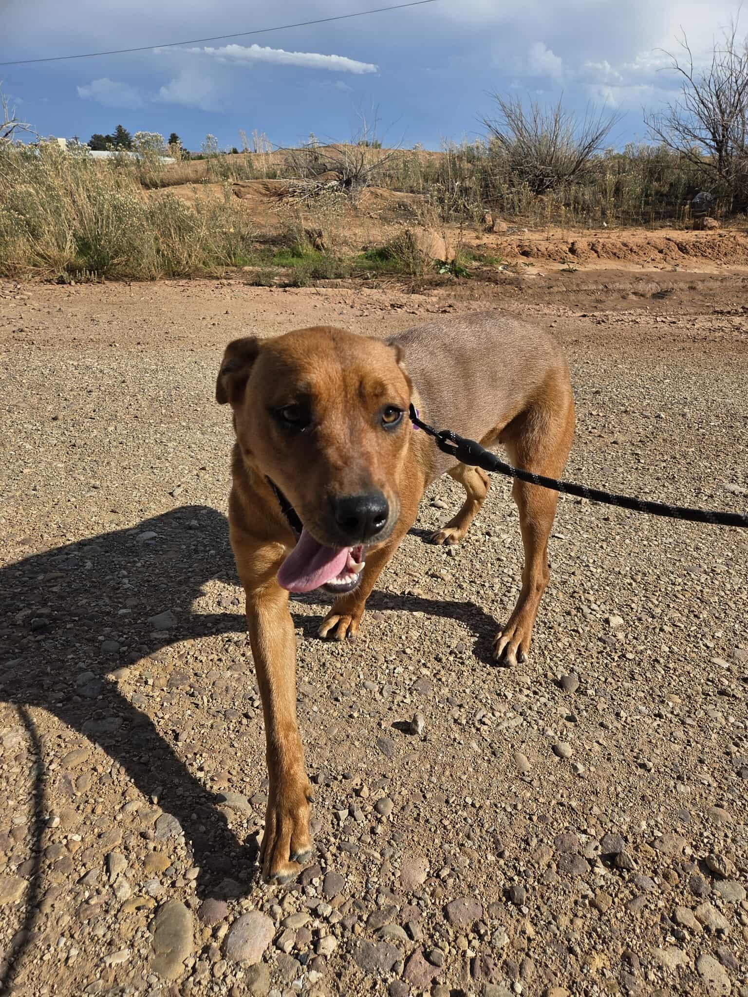 Sassy, an adoptable Mixed Breed in Roosevelt, UT, 84066 | Photo Image 3