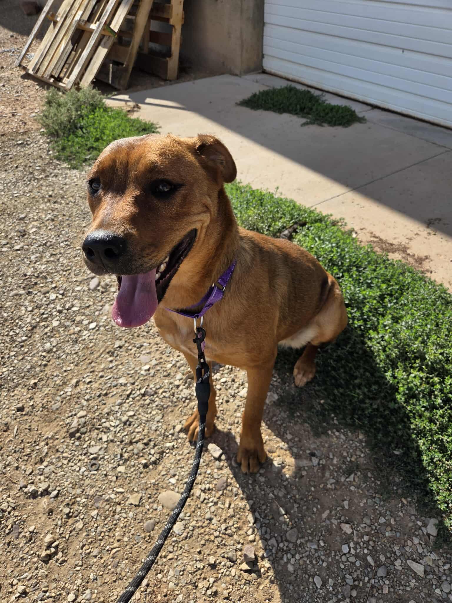 Sassy, an adoptable Mixed Breed in Roosevelt, UT, 84066 | Photo Image 1