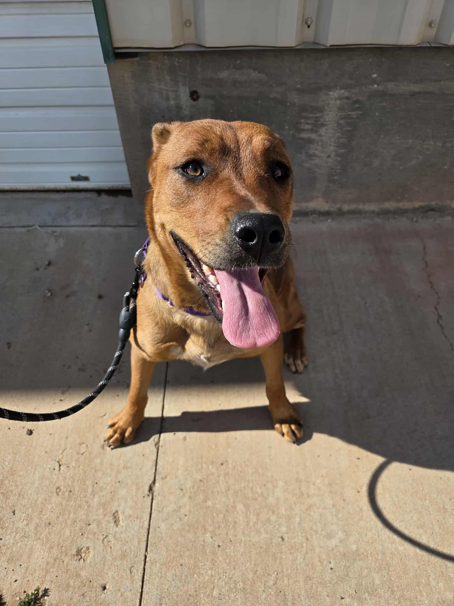Sassy, an adoptable Mixed Breed in Roosevelt, UT, 84066 | Photo Image 4