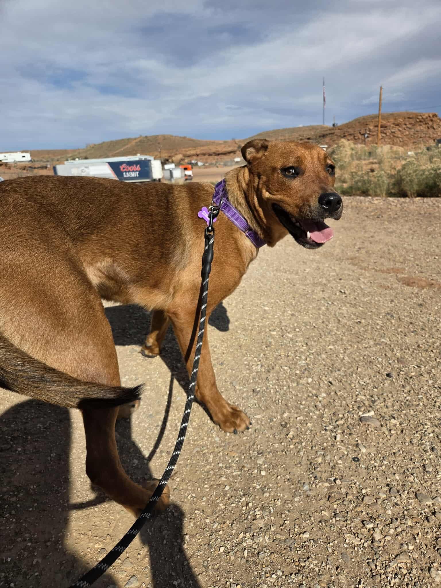 Sassy, an adoptable Mixed Breed in Roosevelt, UT, 84066 | Photo Image 5