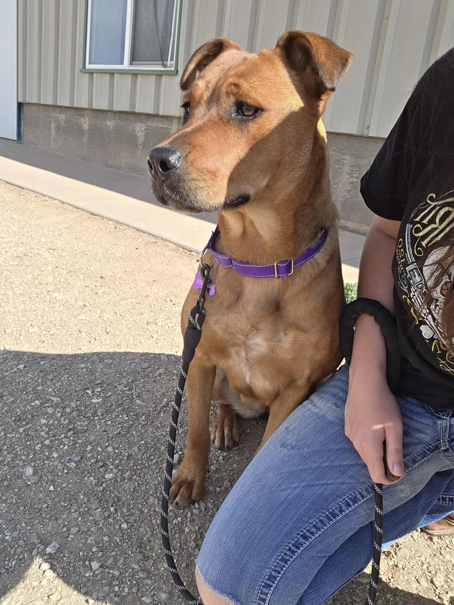 Sassy, an adoptable Mixed Breed in Roosevelt, UT, 84066 | Photo Image 2