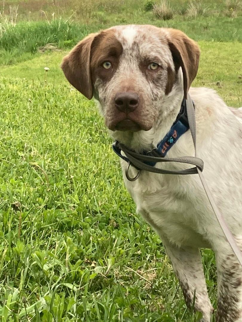 Enlarge Aura, a Adoptable mixed breed in Towanda, PA image 1/1