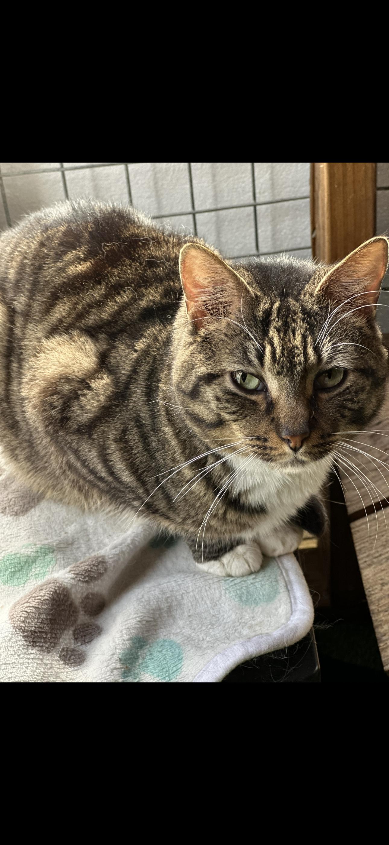 Enlarge Bob, a ADOPTABLE mixed breed in Longview, TX image 1/1