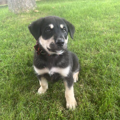 Norman, a Adoptable mixed breed in Vienna, ON image 1/6