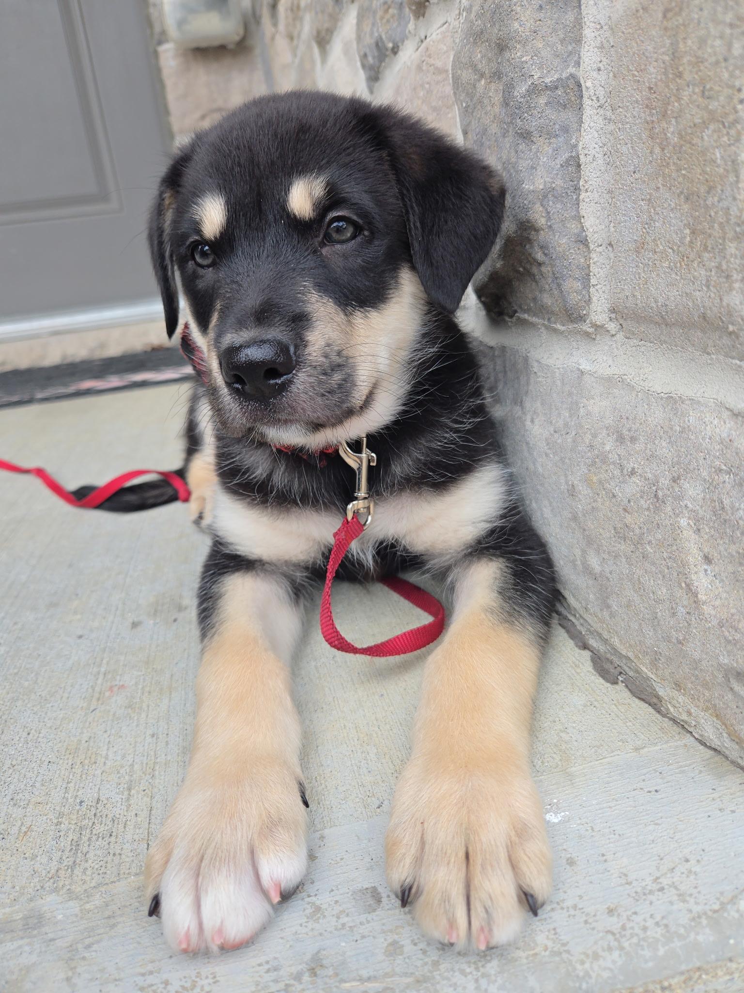 Norman, a Adoptable mixed breed in Vienna, ON image 2/6