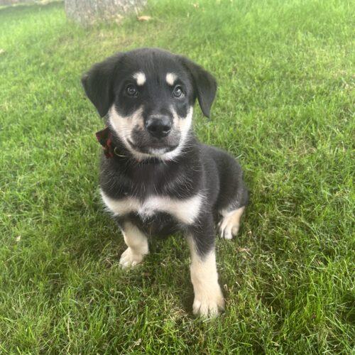 Norman, a Adoptable mixed breed in Vienna, ON image 3/6