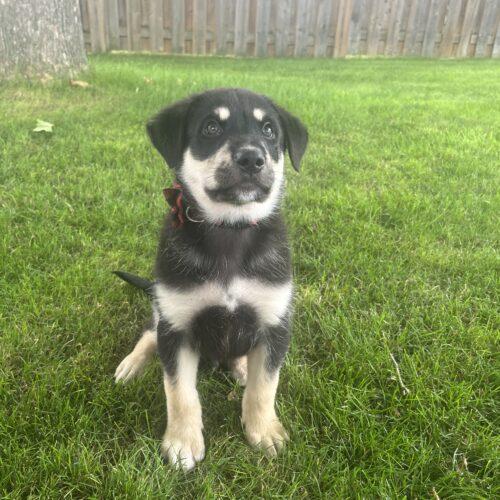 Norman, a Adoptable mixed breed in Vienna, ON image 4/6