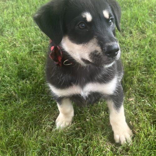 Norman, a Adoptable mixed breed in Vienna, ON image 5/6