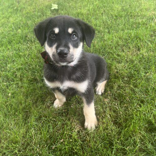 Norman, a Adoptable mixed breed in Vienna, ON image 6/6
