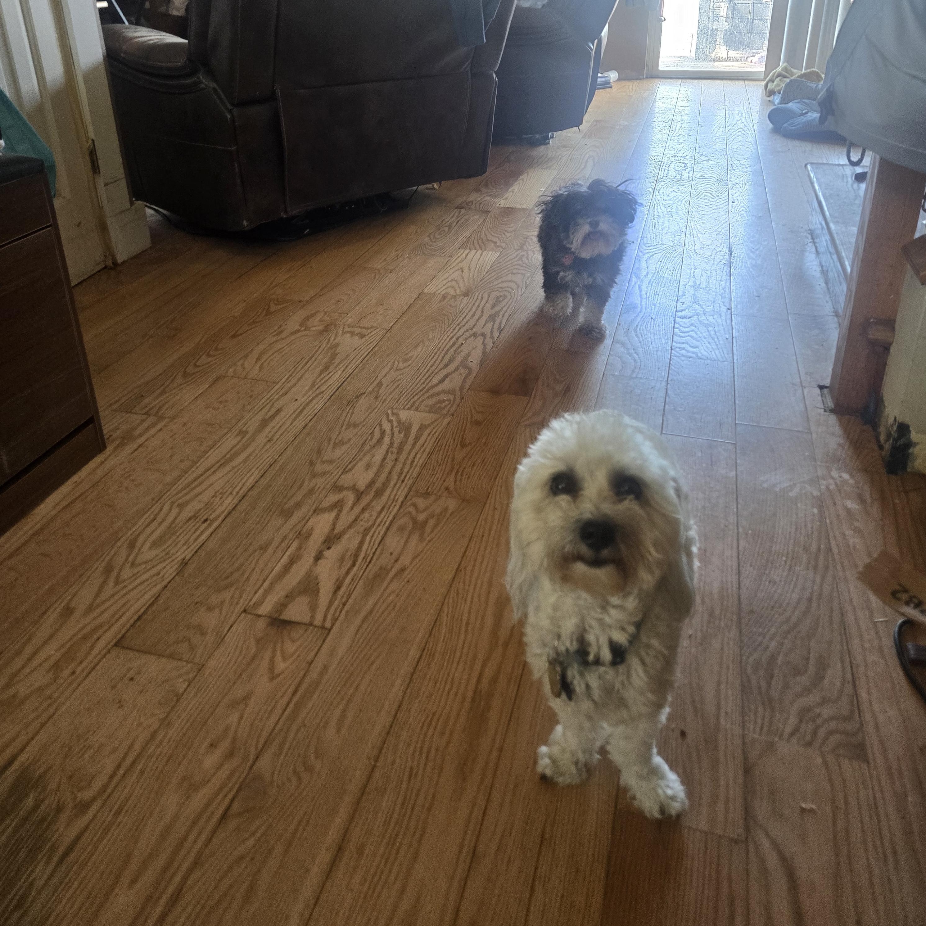 Buddy, a ADOPTABLE Coton de Tulear in West Valley, UT image 4/5