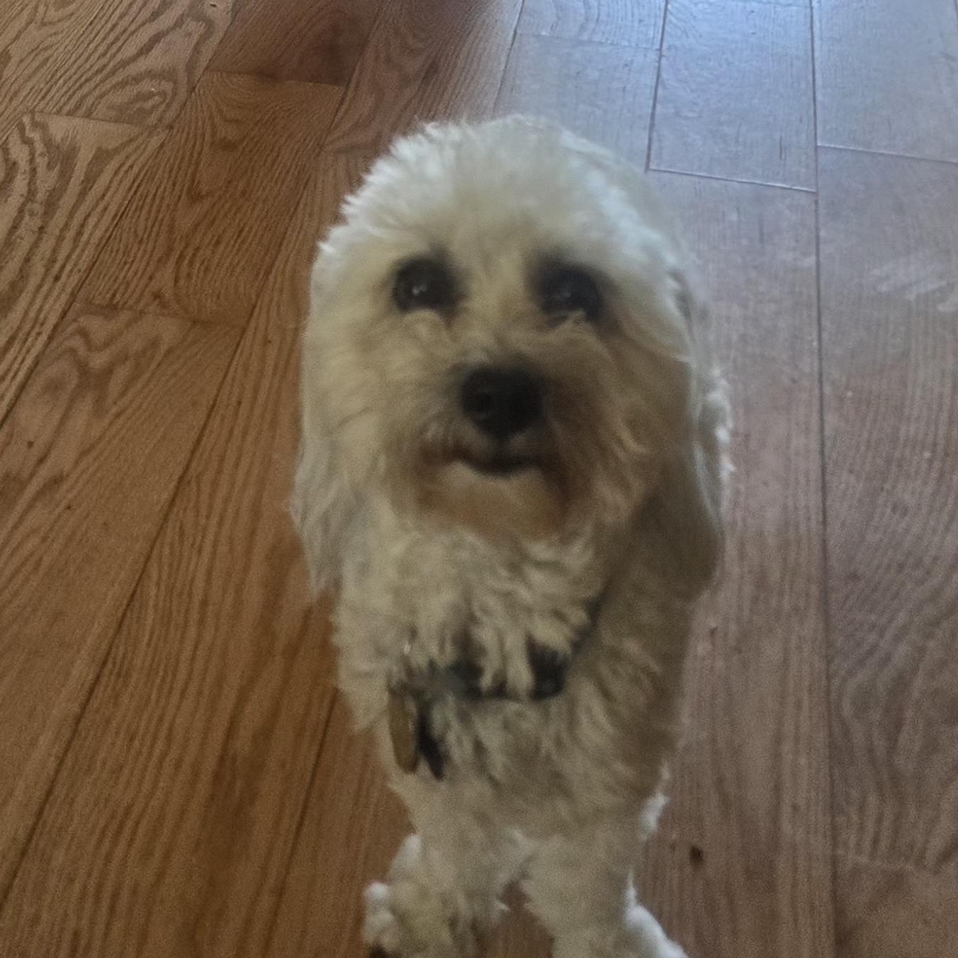 Buddy, a ADOPTABLE Coton de Tulear in West Valley, UT image 3/5