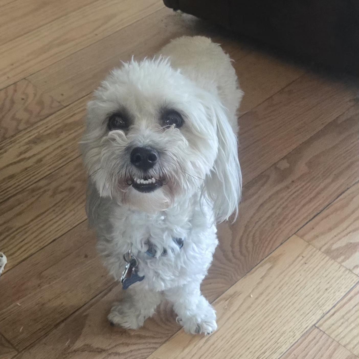 Buddy, ADOPTABLE, Adult Male Coton de Tulear.