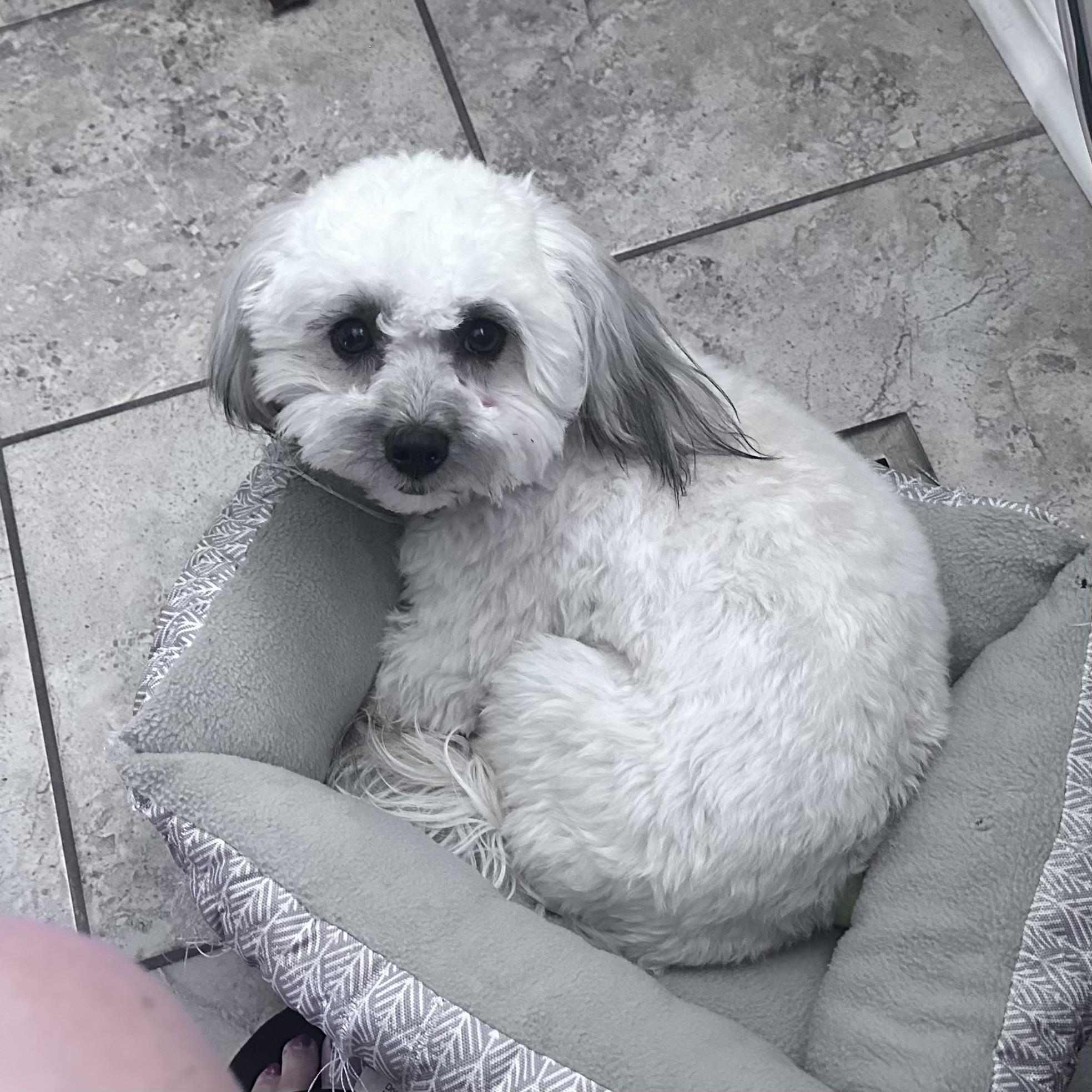 Buddy, a ADOPTABLE Coton de Tulear in West Valley, UT image 2/5