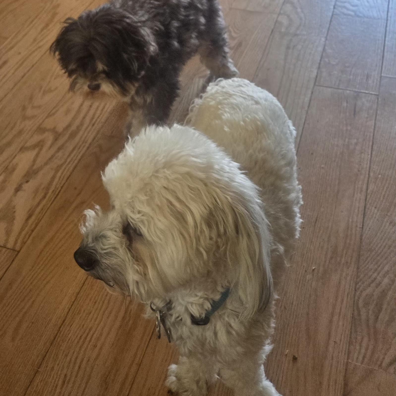 Buddy, a ADOPTABLE Coton de Tulear in West Valley, UT image 5/5