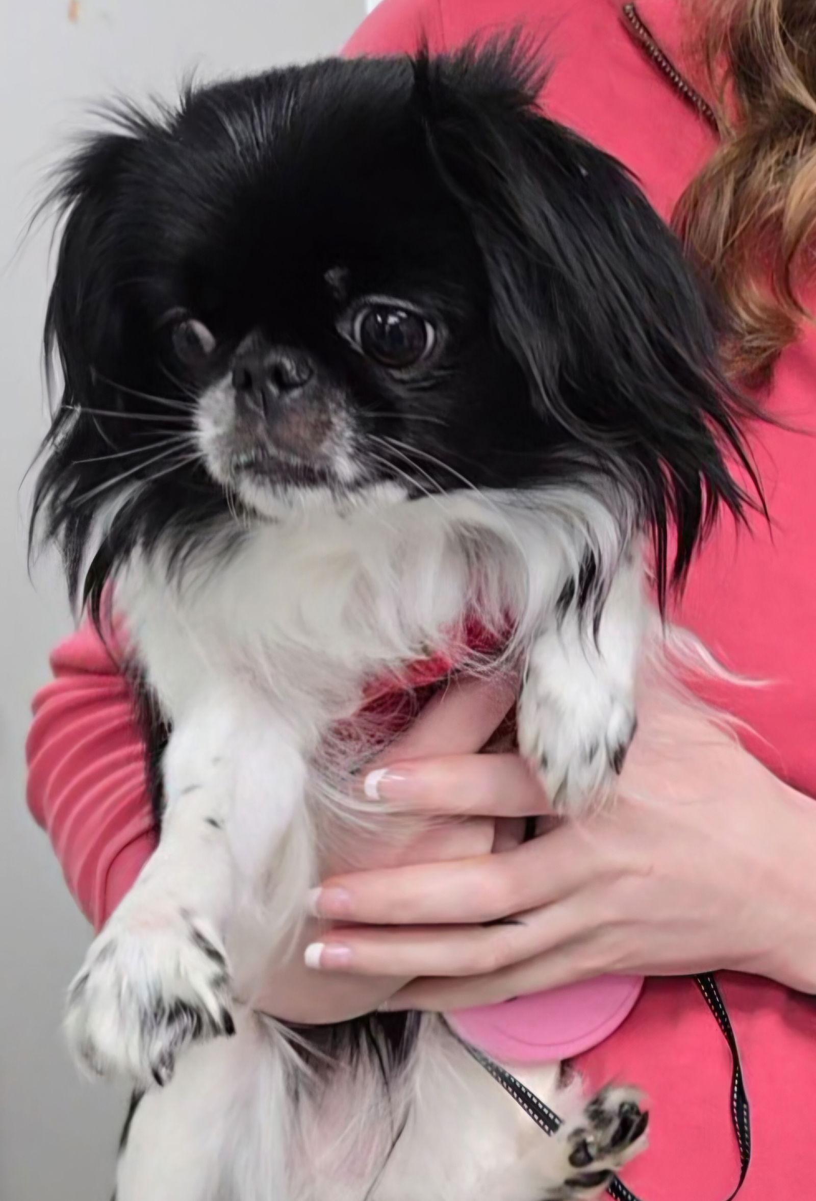 Dolce, Adopted, Adult Female Japanese Chin.