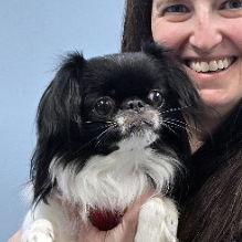 Dolce, a Adopted Japanese Chin in Magnolia Springs, AL image 2/3